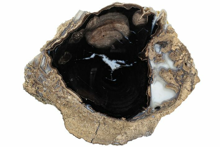 Petrified Wood (Schinoxylon) Section - Blue Forest, Wyoming #236134